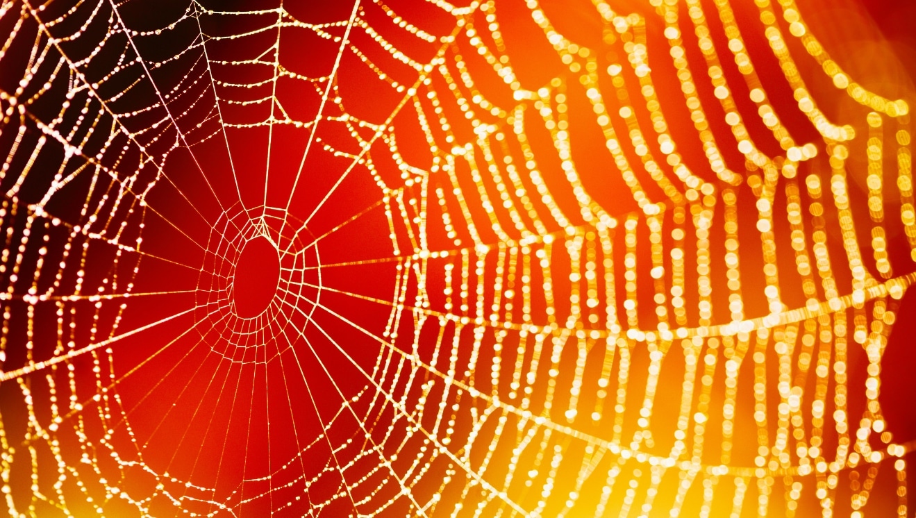 Spider web in sunlight for "An Anglican Spider-Bite."