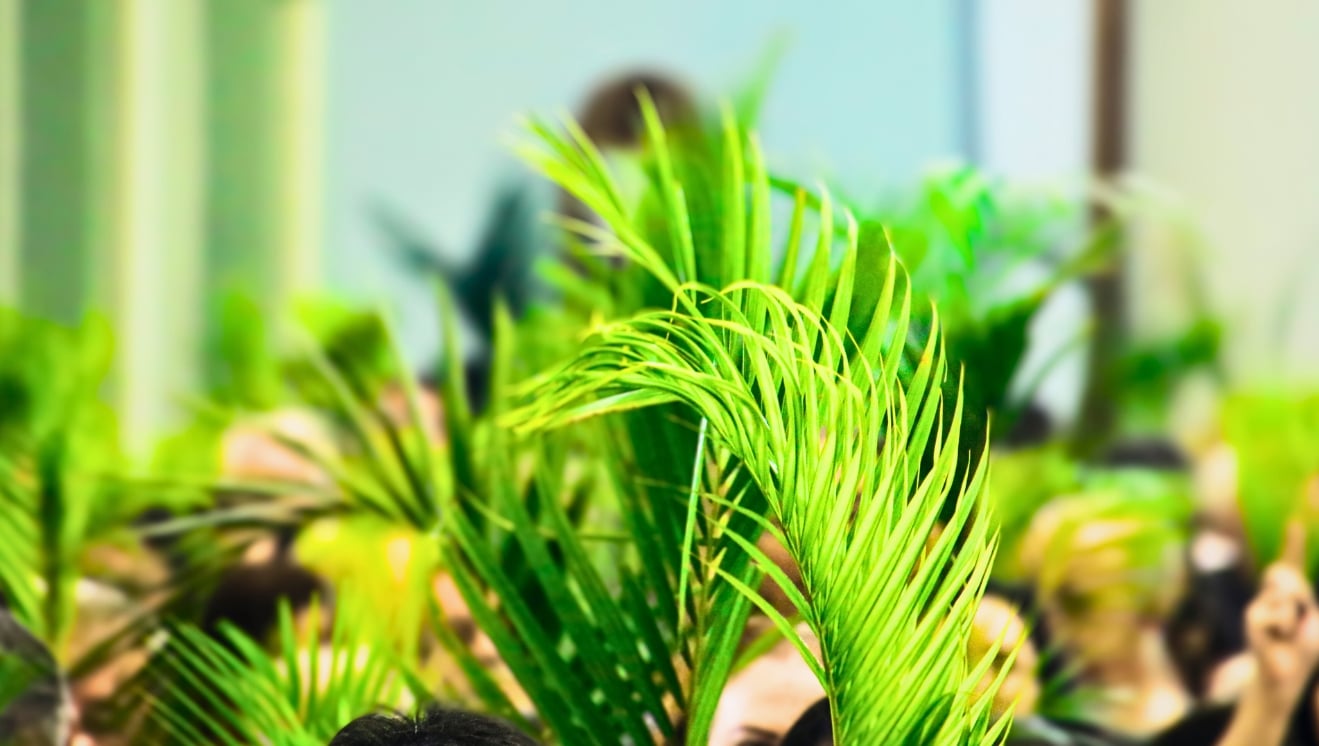 Palm branches for Palm Sunday. Sidney de Almeida from Getty Images.