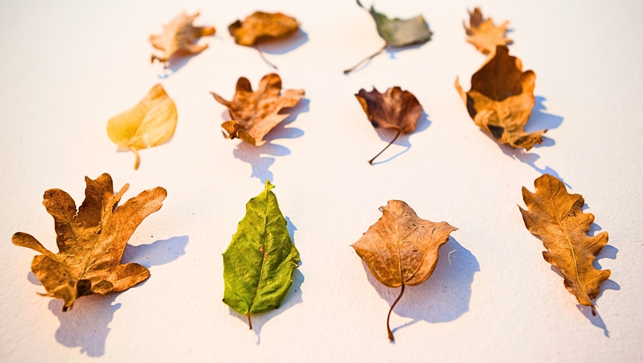 Leaves for "Through Him All Things Were Made."