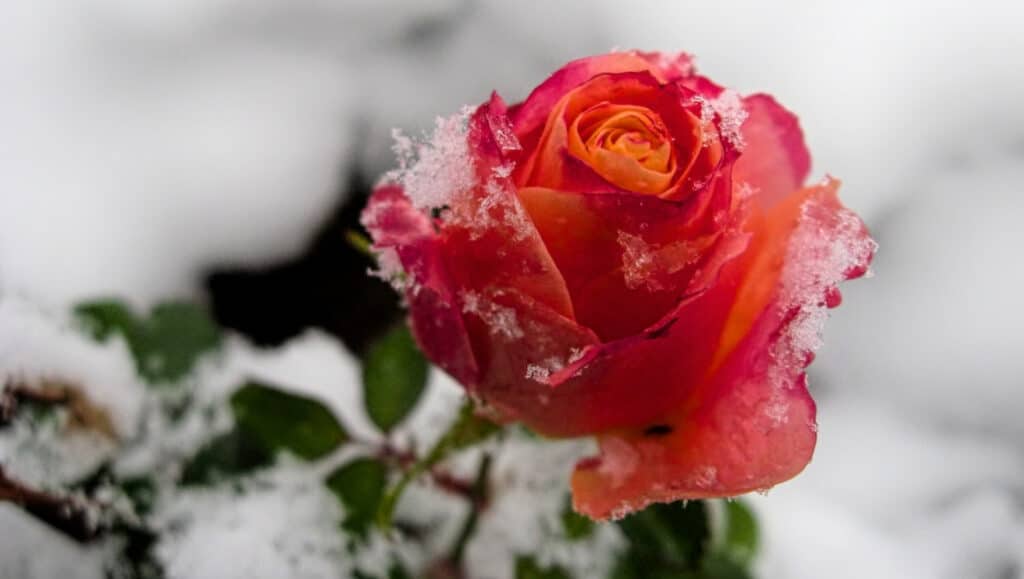 Rose in Snow