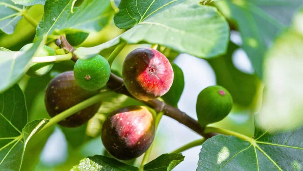Figs on Fig Tree