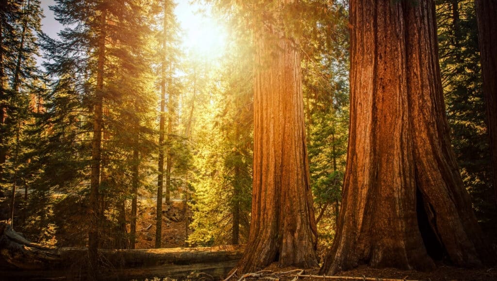 Sequoias for Berry's Manifesto