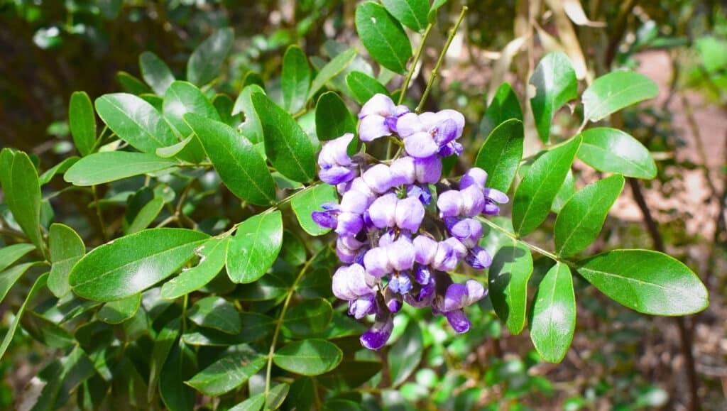 Texas Mountain Laurel Silence